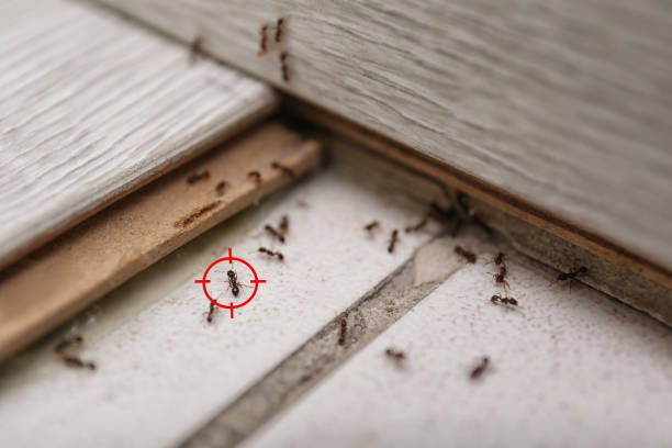 Best Insect Control  in Port St Lucie, FL